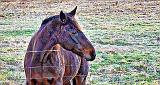 Equine Pal Posing_P1220084